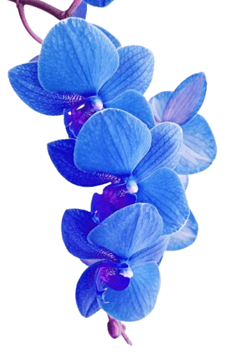 top left flower